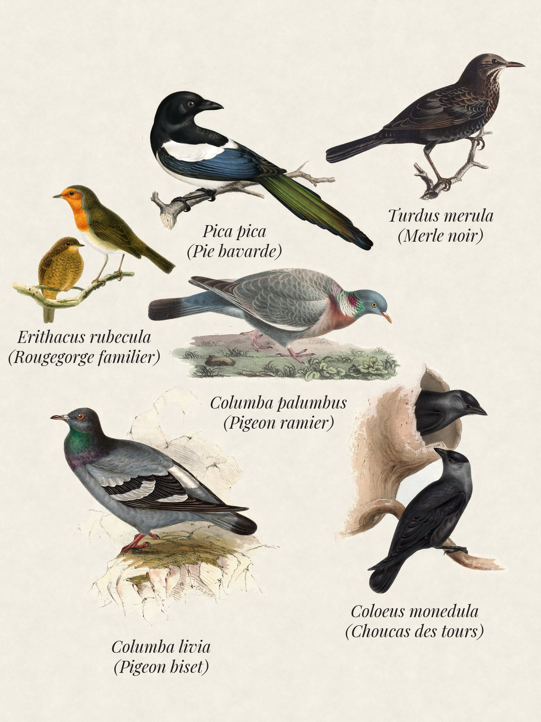 Birds seen recently